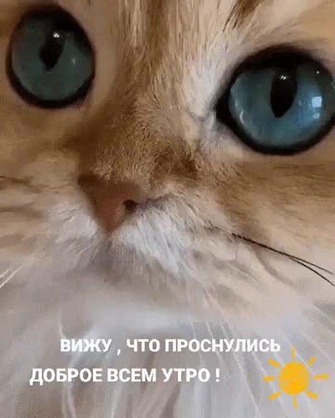 GIF Preview
