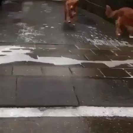 GIF Preview