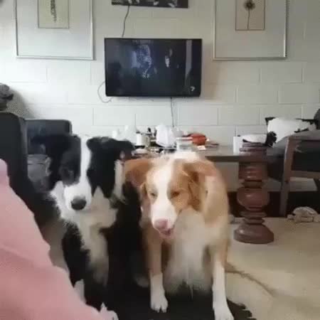 GIF Preview