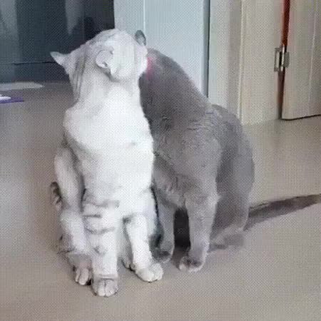 GIF Preview