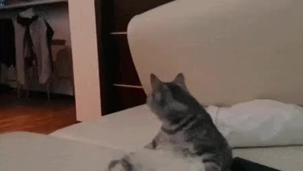GIF Preview