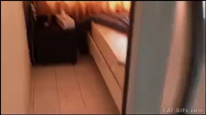 GIF Preview