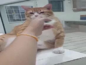 GIF Preview