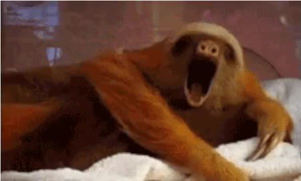 GIF Preview