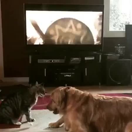 GIF Preview