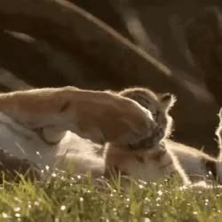GIF Preview