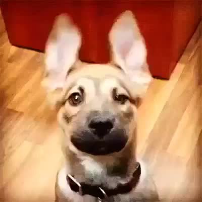 GIF Preview