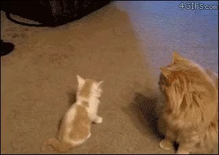 GIF Preview