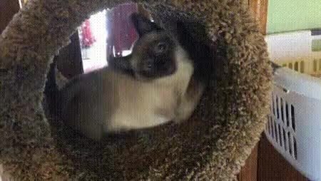 GIF Preview