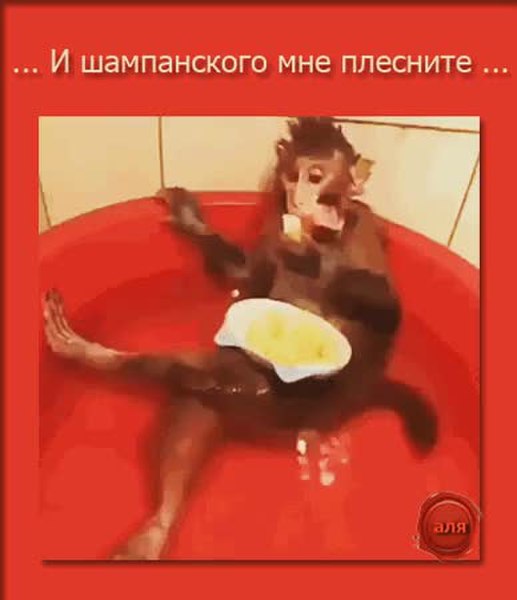 GIF Preview