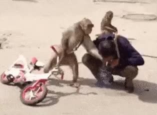 GIF Preview