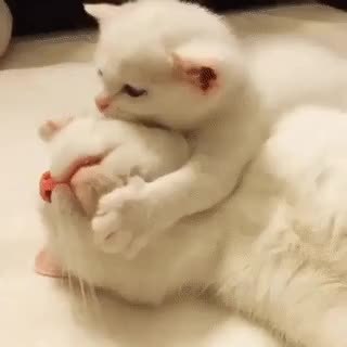 GIF Preview