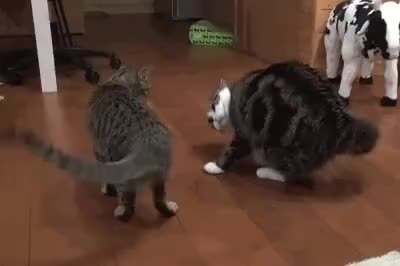 GIF Preview