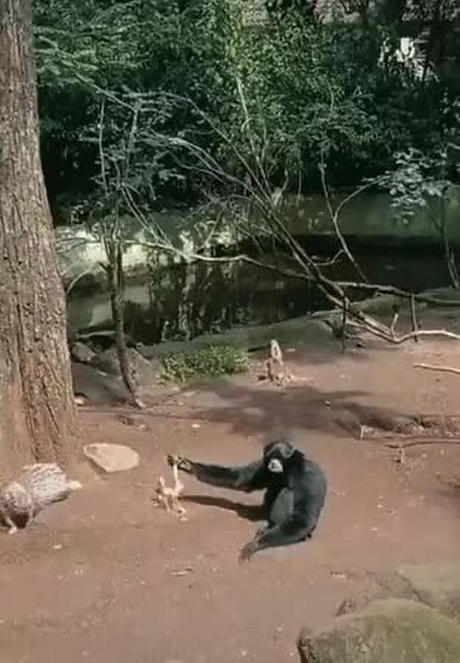 GIF Preview