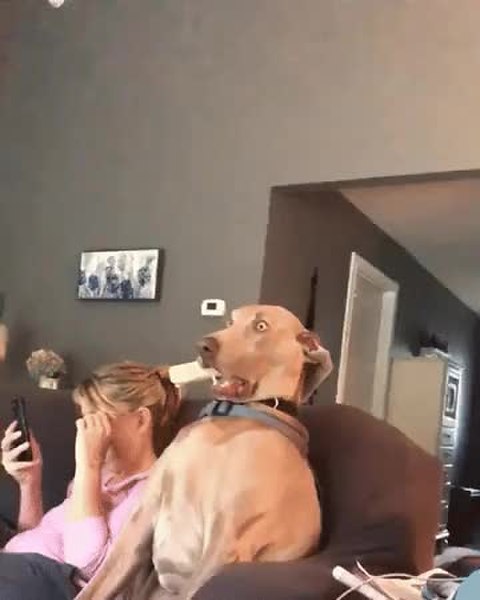 GIF Preview