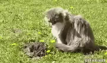 GIF Preview