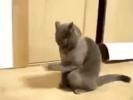 GIF Preview