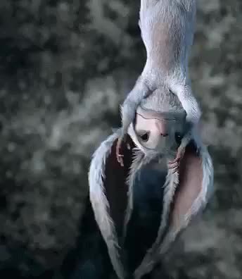 GIF Preview