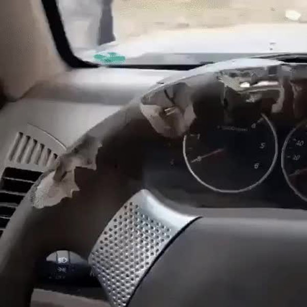 GIF Preview
