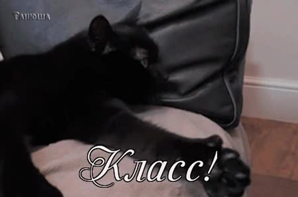 GIF Preview