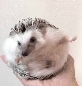 GIF Preview