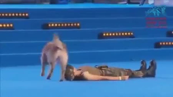 GIF Preview