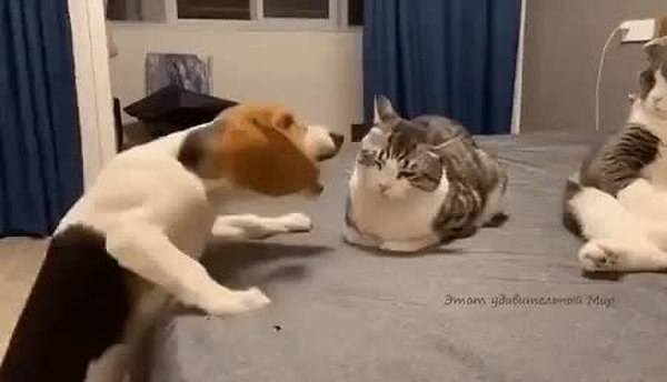 GIF Preview