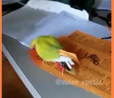 GIF Preview