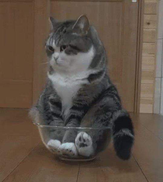 GIF Preview