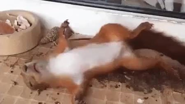 GIF Preview