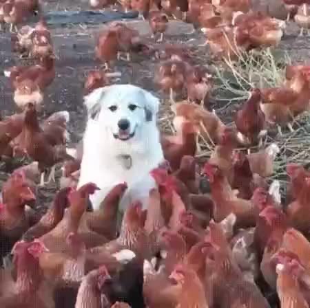 GIF Preview