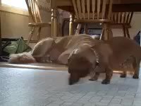 GIF Preview