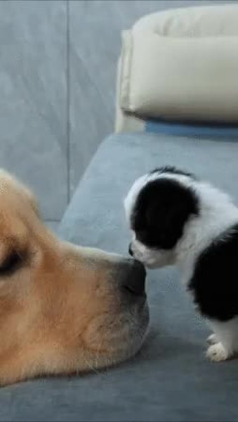 GIF Preview