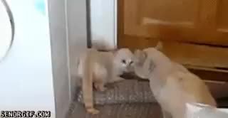 GIF Preview