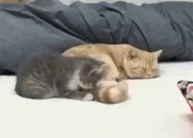 GIF Preview