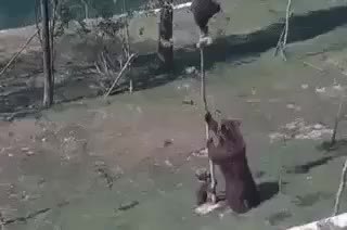 GIF Preview