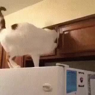 GIF Preview