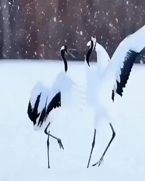 GIF Preview