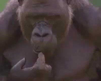 GIF Preview