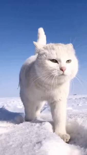 GIF Preview