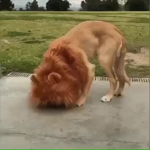 GIF Preview