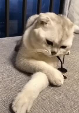 GIF Preview