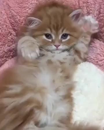 GIF Preview
