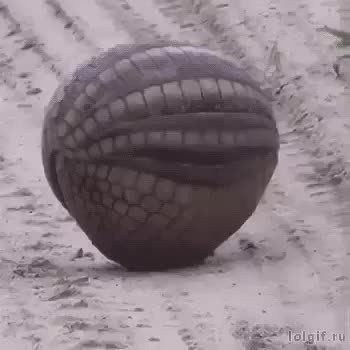 GIF Preview