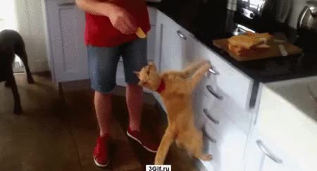 GIF Preview