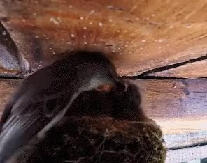 GIF Preview