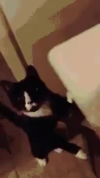 GIF Preview