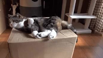 GIF Preview