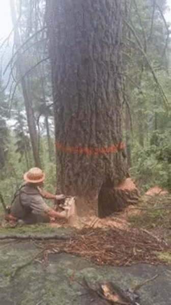 GIF Preview