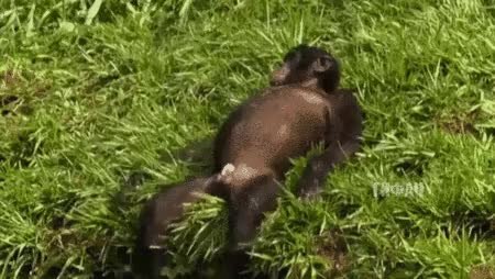 GIF Preview